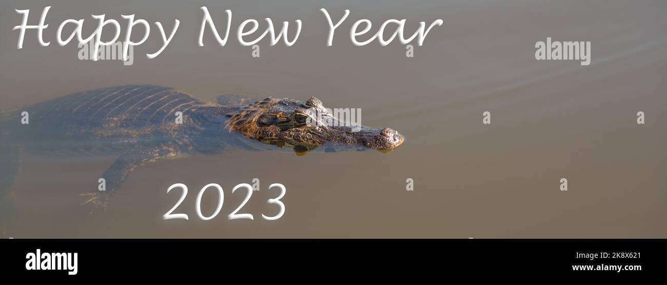 Happy New Year 2023, Caiman, Pantanal, Brazil, Wildlife, Water Stock Photo