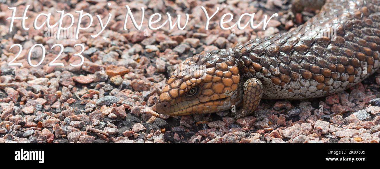 Happy New Year 2023, Lizard, Cape Le Grand, Western Australia, Animal Stock Photo