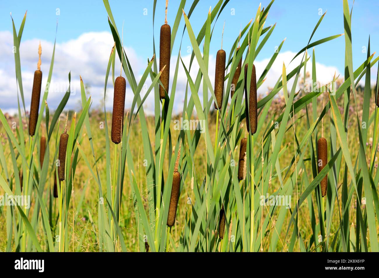 Typha latifolia, also called Bulrush or Common Cattail growing in a trench. Typha fiber has a potential to be novel, sustainable textile fiber. Stock Photo