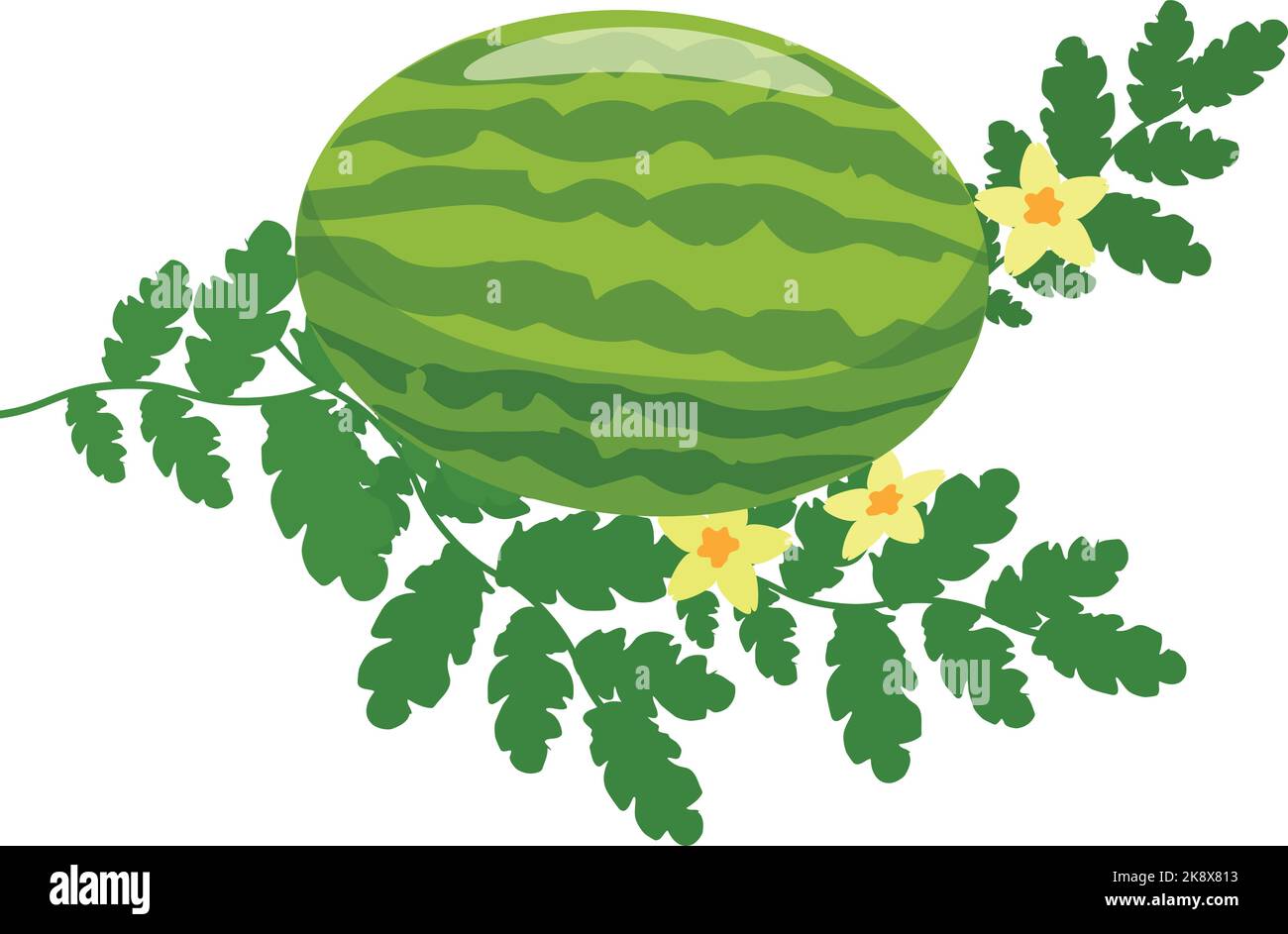Water melon garden Stock Vector Images - Alamy
