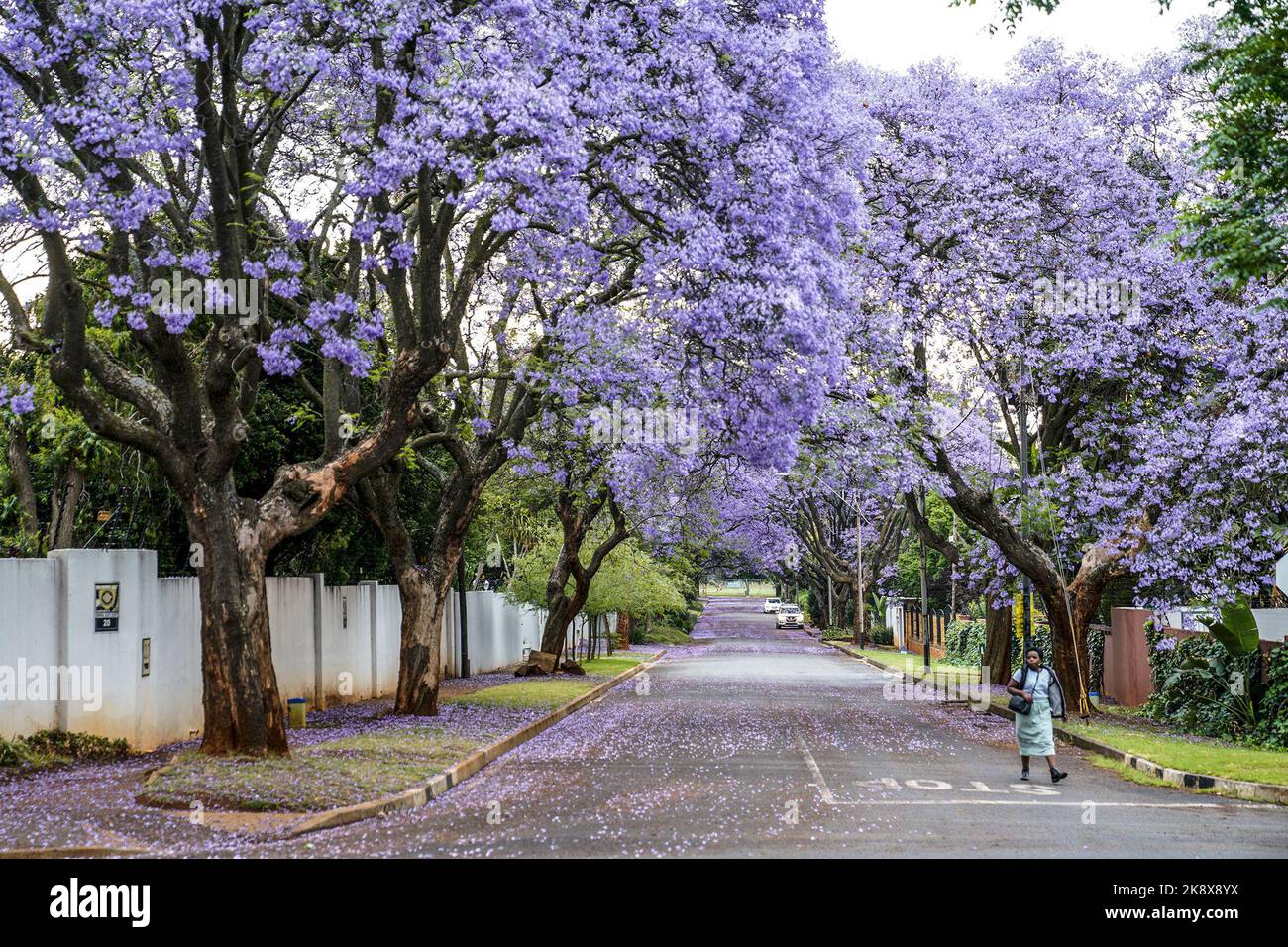 Johannesburg. 24th Oct, 2022. This photo taken on Oct. 24, 2022 shows jacaranda trees in full bloom in Johannesburg, South Africa. Credit: Shiraaz Mohamed/Xinhua/Alamy Live News Stock Photo
