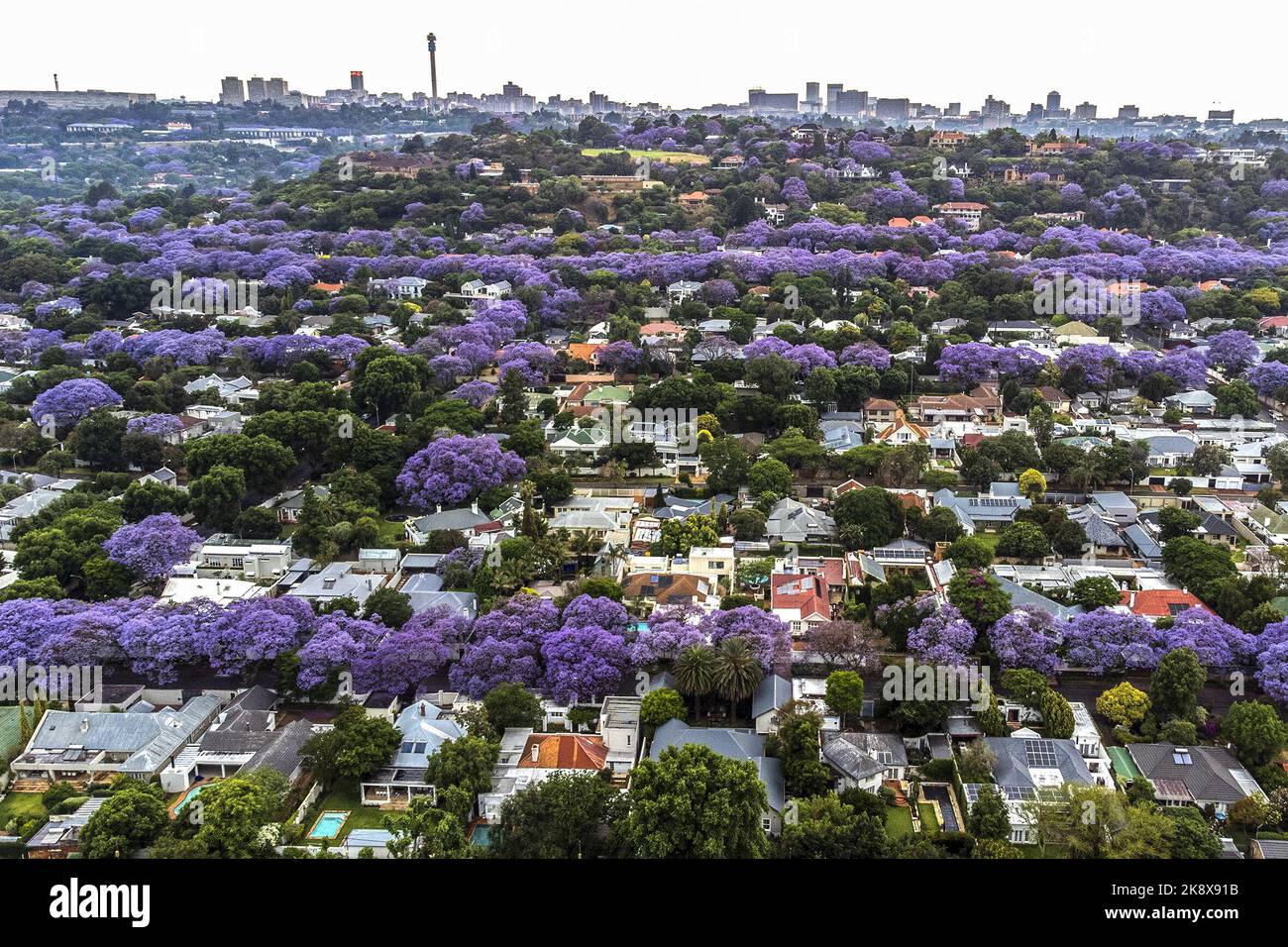 Johannesburg. 24th Oct, 2022. This aerial photo taken on Oct. 24, 2022 shows jacaranda trees in full bloom in Johannesburg, South Africa. Credit: Shiraaz Mohamed/Xinhua/Alamy Live News Stock Photo