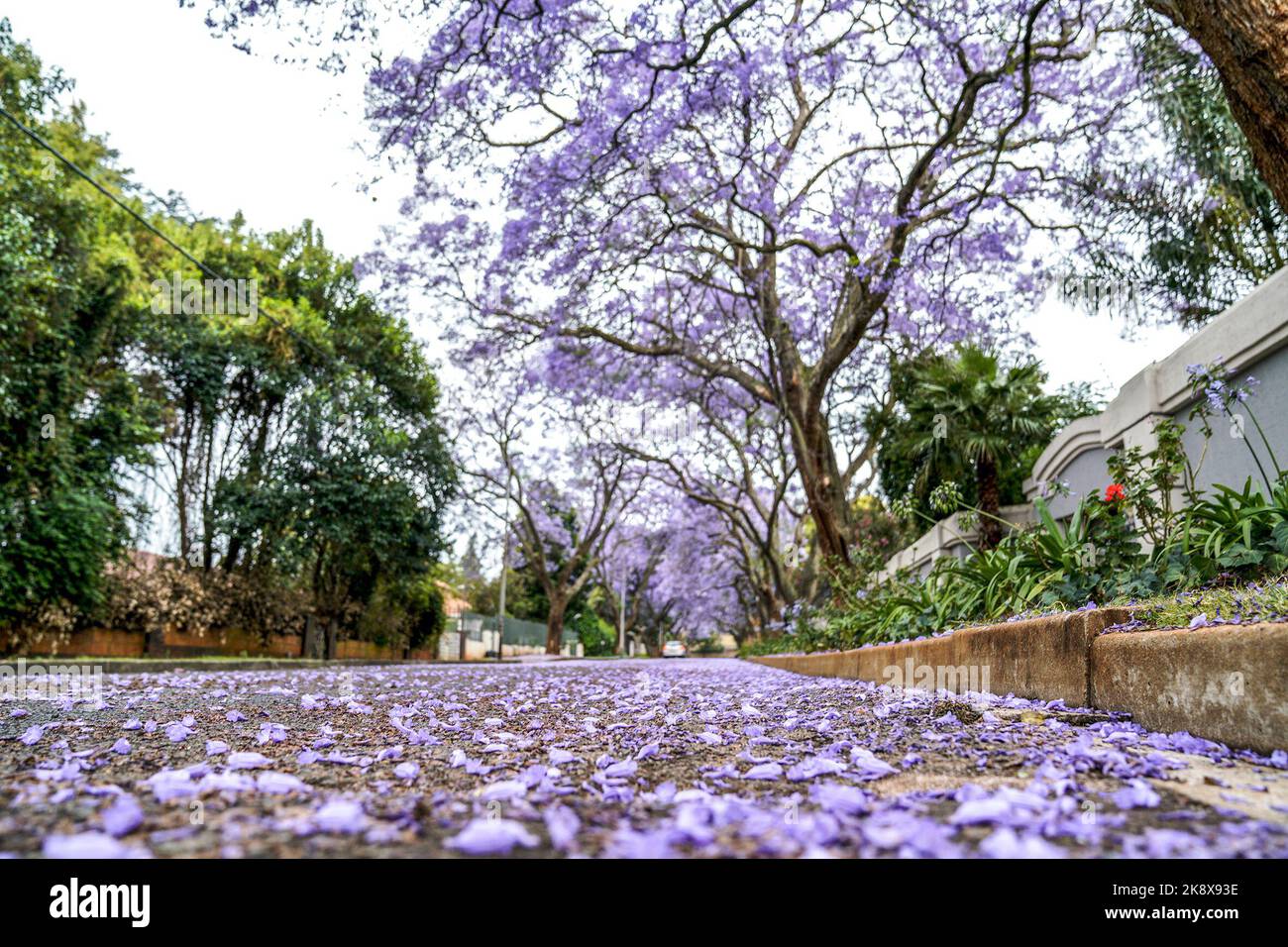 Johannesburg. 24th Oct, 2022. This photo taken on Oct. 24, 2022 shows jacaranda trees in full bloom in Johannesburg, South Africa. Credit: Shiraaz Mohamed/Xinhua/Alamy Live News Stock Photo