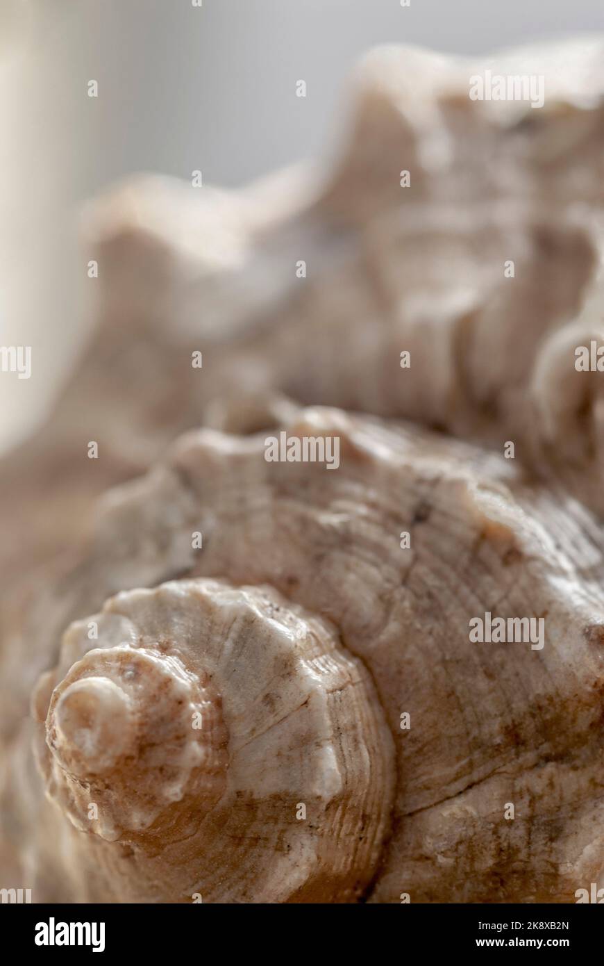 Macro of the structure of a conch shell Stock Photo - Alamy