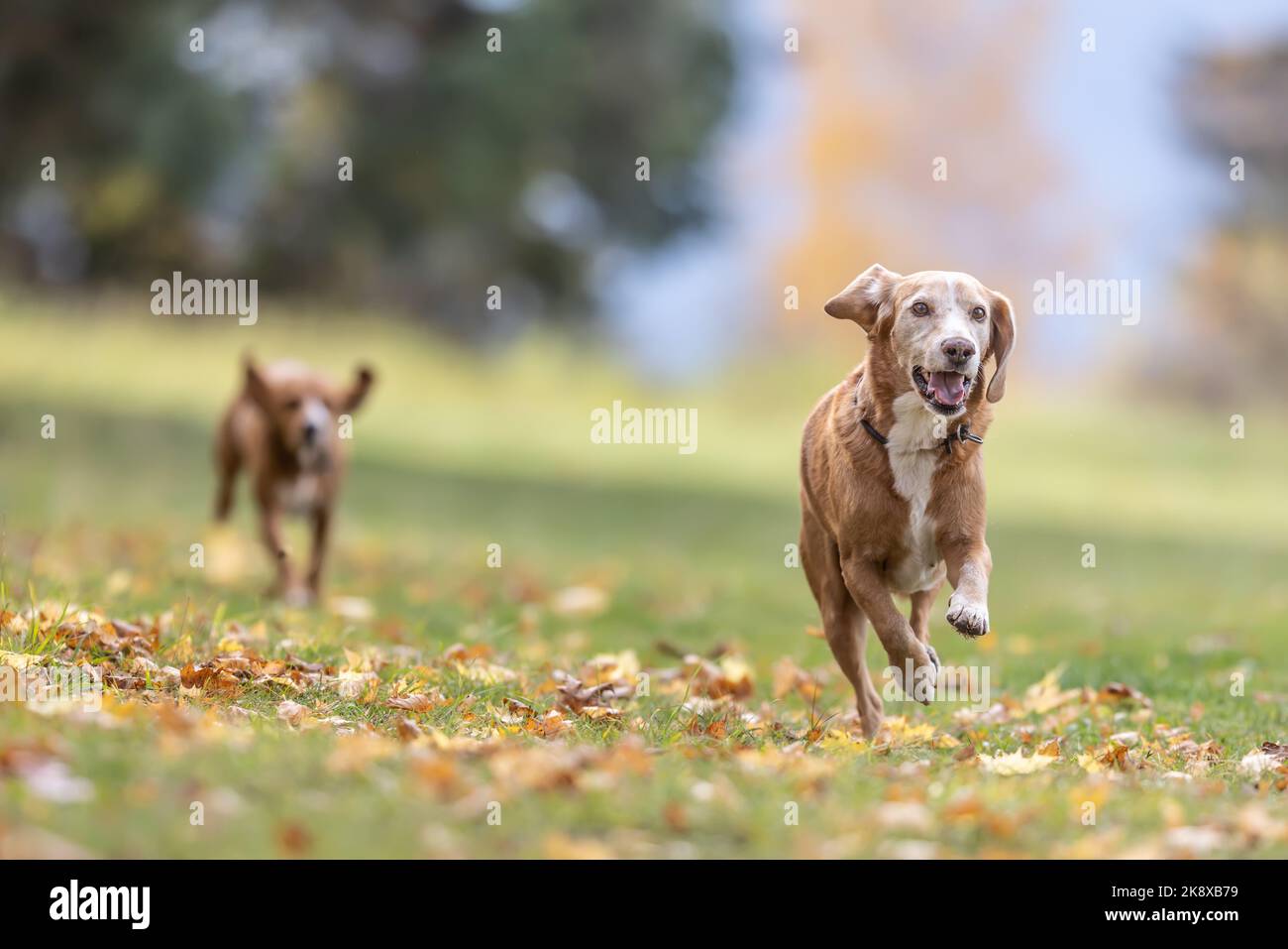 Two dogs on grass hi-res stock photography and images - Alamy