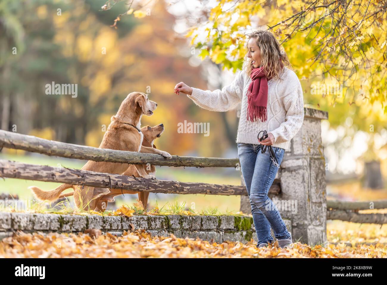 A dog trainer gives treats to two dogs for obeying commands Stock Photo ...