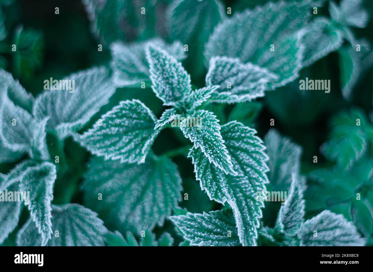 First autumn frost on green nettle leaves. Stock Photo