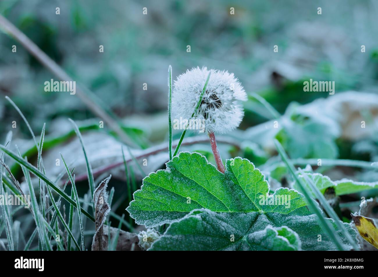 Dandelion fluff and grass covered by morning autumn hoar frost close up Stock Photo