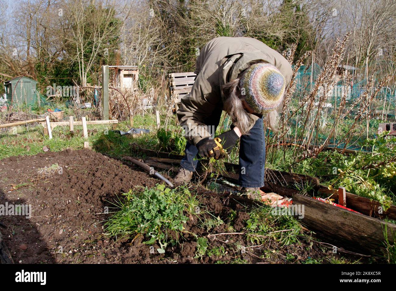Woman digging up weeds on a Winter allotment Stock Photo