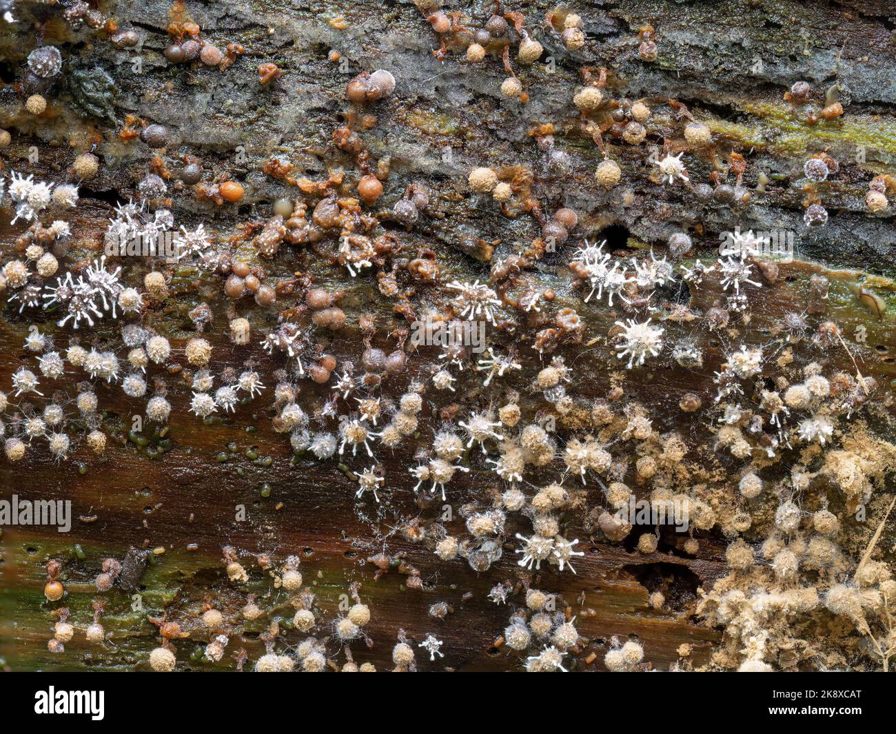 Parasitic fungus, Polycephalomyces tomentosus growing on Trichia slime mould, mold. Devon, UK. Stock Photo