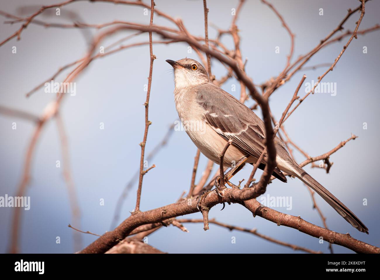 Mocking Bird Tree A closeup portrait of a Northern mockingbird sitting on a tree branch ...