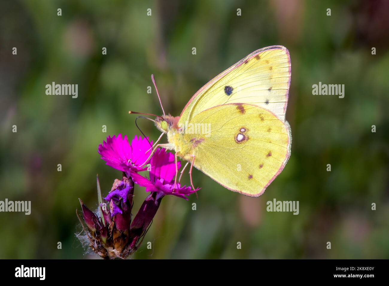 A pale clouded yellow - Colias hyale - sucks with its trunk nectar from a Carthusian pink blossom - Dianthus carthusianorum Stock Photo