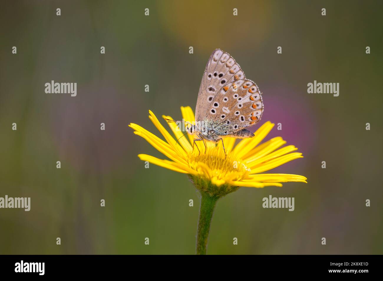 The Adonis blue butterfly, - Polyommatus bellargus - resting on a blossom of the ox-eye - Buphthalmum salicifolium Stock Photo