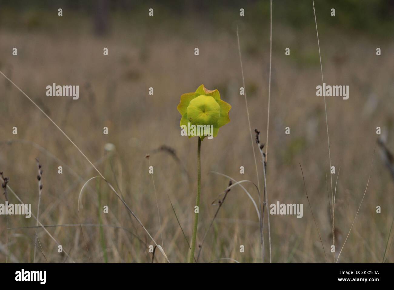 A yellow Pitcher plant  in the field at Apalachicola National Forest with blur background Stock Photo