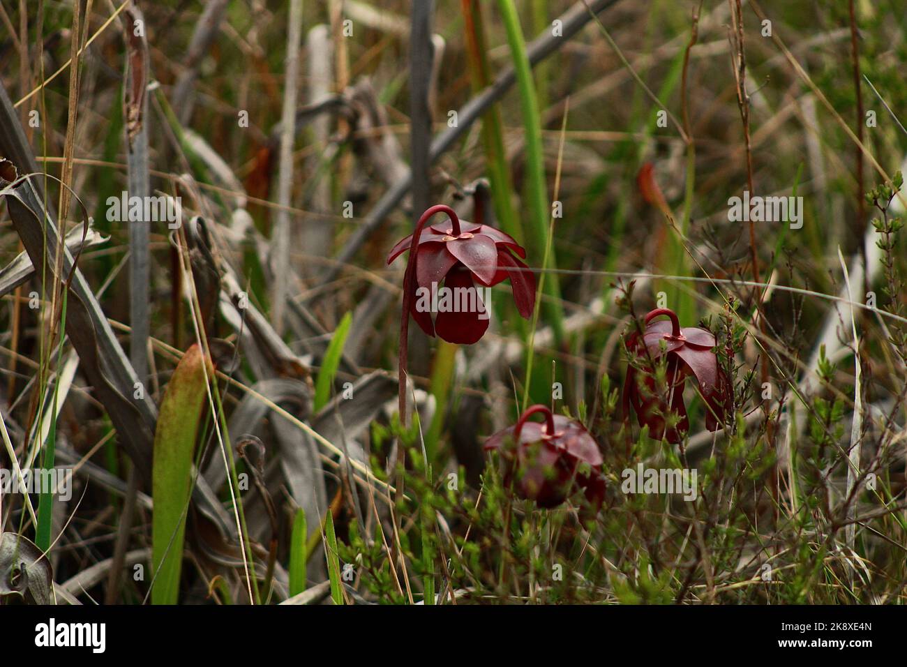 A closeup shot of a red Pitcher plant in Apalachicola National Forest Stock Photo