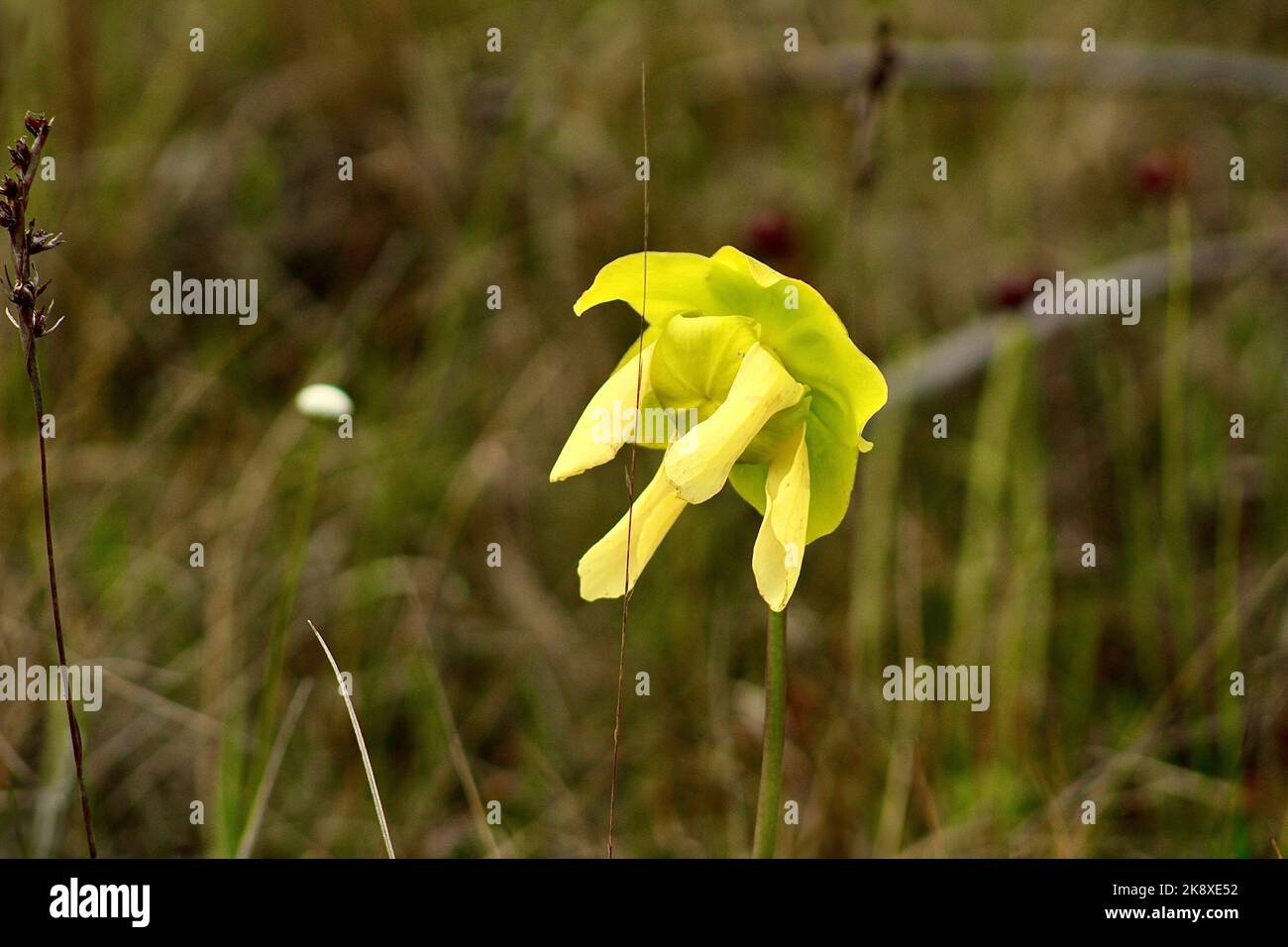 A closeup shot of a yellow Pitcher plant in Apalachicola National Forest with blur background Stock Photo