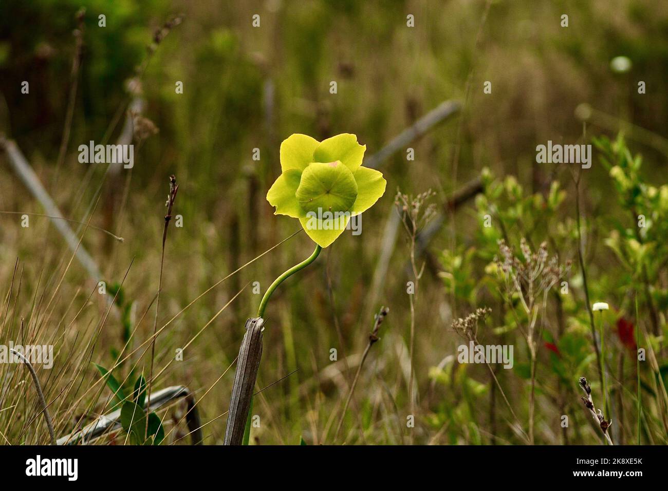 A closeup shot of a yellow Pitcher plant in Apalachicola National Forest Stock Photo