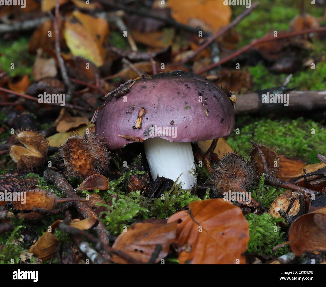 Charcoal Burner Mushroom Stock Photo