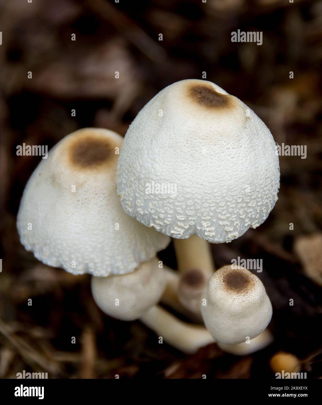 Group of Australian white Parasol mushrooms, macrolepiota dolichaula, growing in Queensland rainforest, Mostly white with central brown spot on caps. Stock Photo