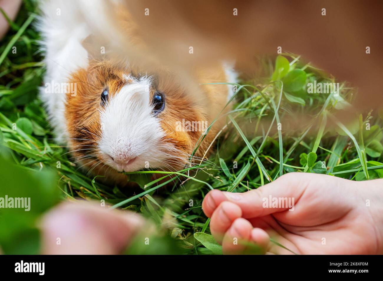 Girl plays with pet guinea pig in backyard of house on clover. Fresh