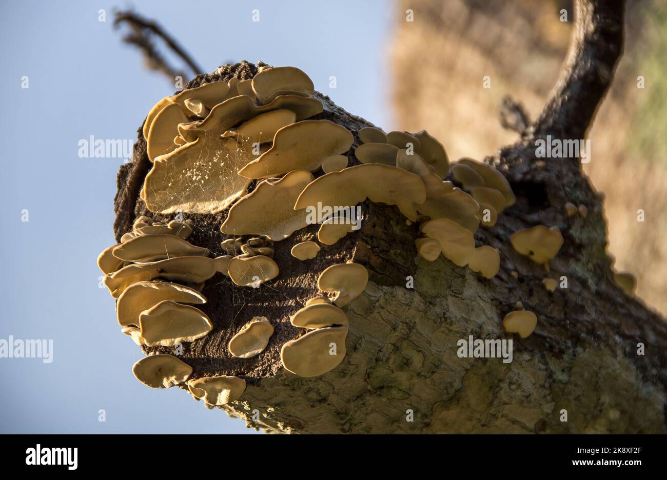 Looking up at many Australian fungi, trametes versicolor, Turkey Tail, growing from a dead avocado tree branch. Creamy colour  and blue sky, Queenslan Stock Photo