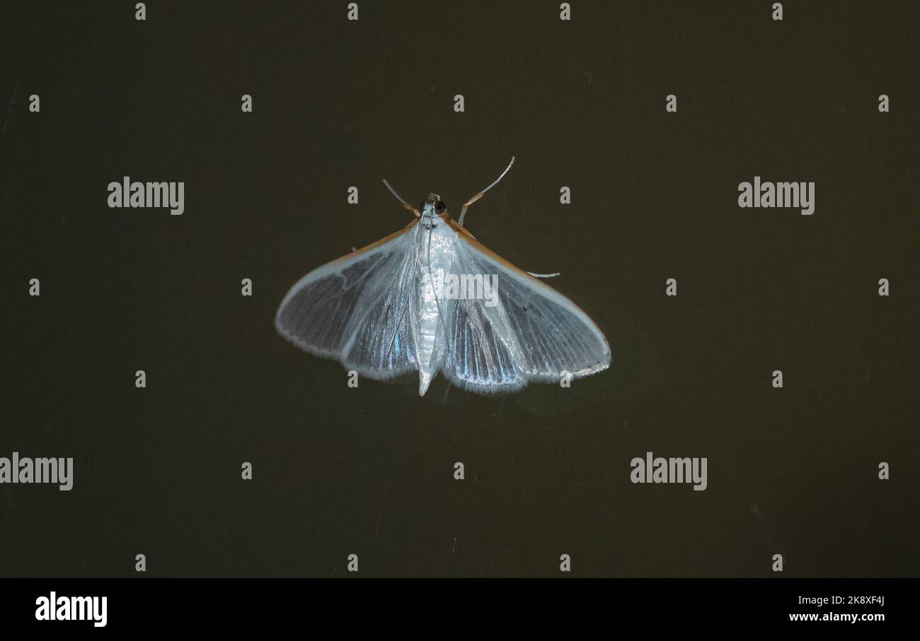 Semi-transparent Australian Jasmine Moth ( white pearl) palpita vitrealis, on black background. Queensland garden, summer. Copy space. Stock Photo