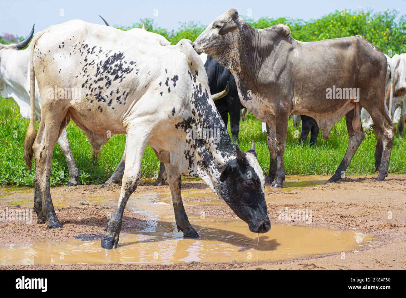 YOUNG COW THIRSTY ON ROAD Stock Photo