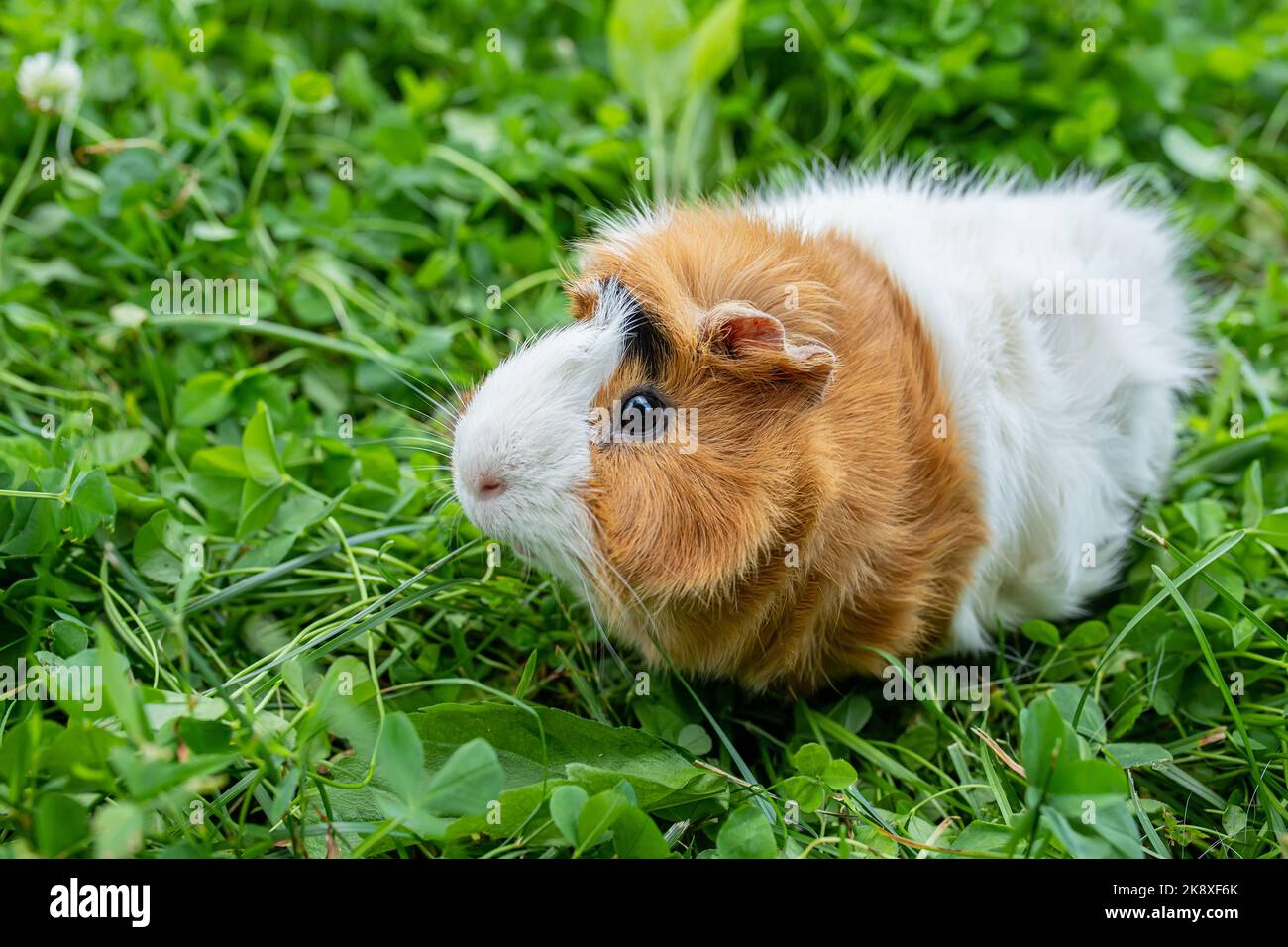 Fresh grass clearance for guinea pigs