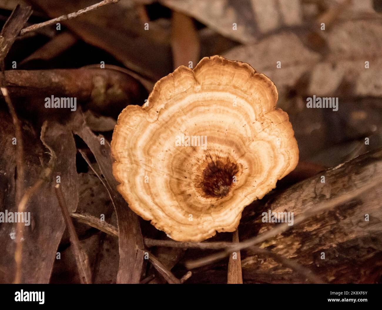Australian leather fungus, cymatoderma elegans, growing in leaf litter on rainforest floor in Queensland. Goblet shaped with pale brown shaded stripes Stock Photo