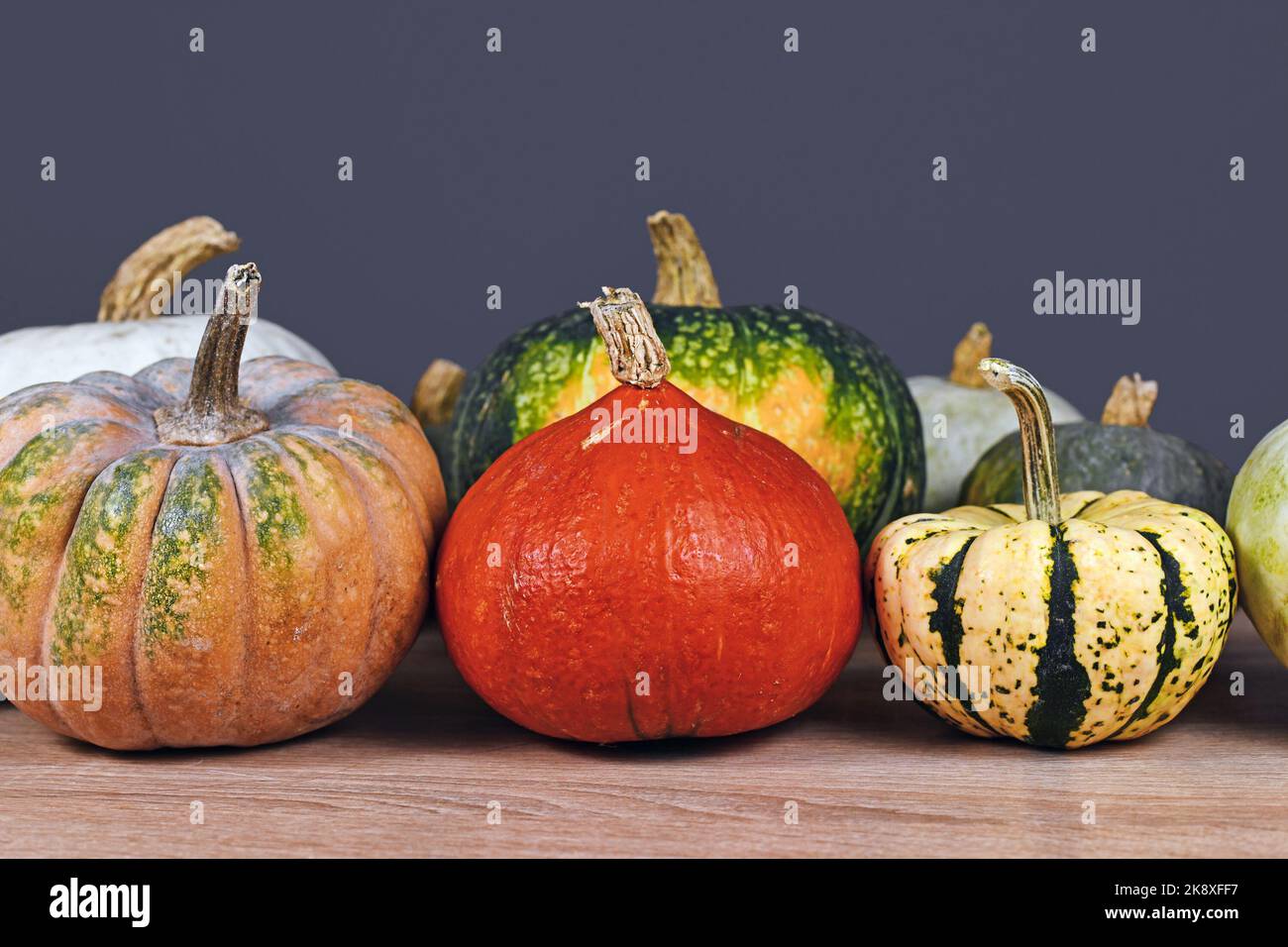 Red Hokkaido pumpkin between mix of different colorful pumpkins and squashes in front of gray wall Stock Photo