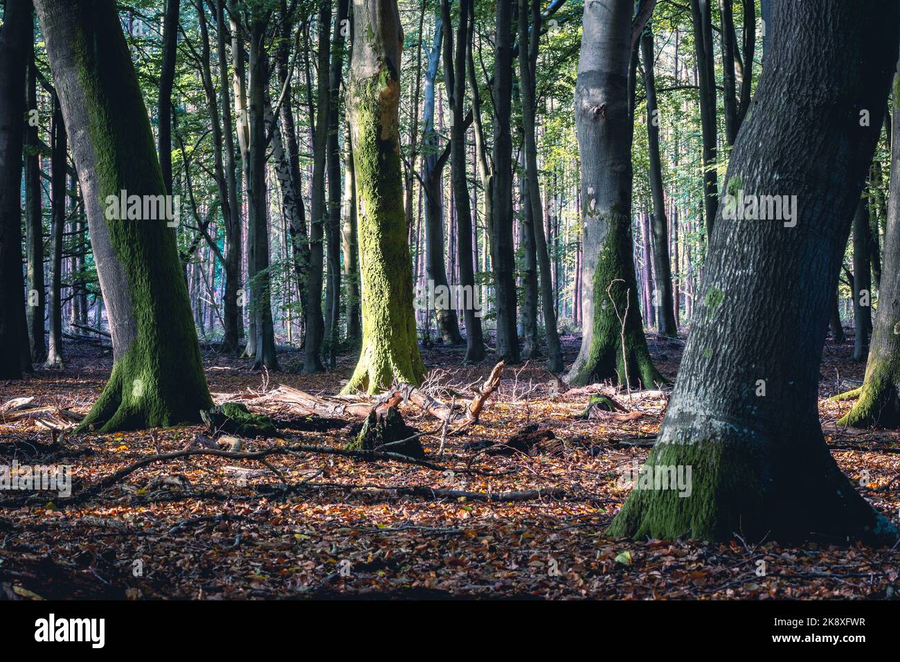 Autumn in the dutch forest. Speulderbos The Netherlands. Stock Photo