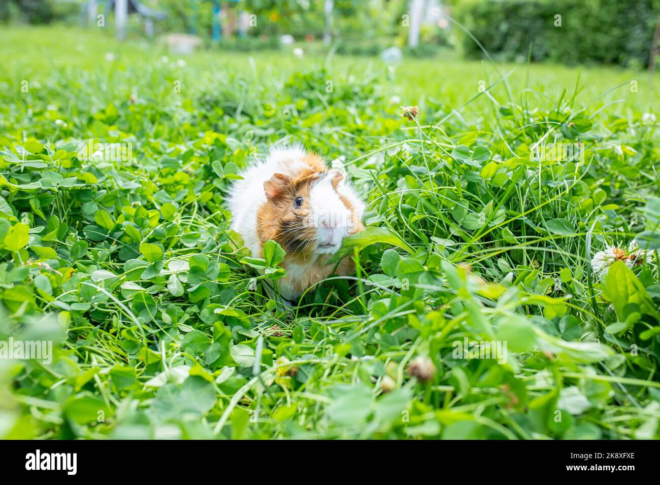 cute adult guinea pig with long hair runs through a meadow with white