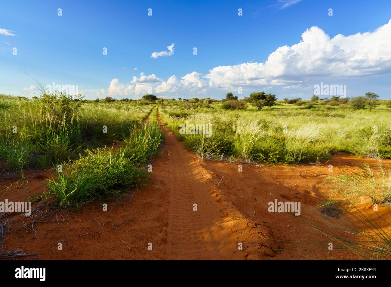 Expansive landscape of the Kalahari desert with distance leading dirt