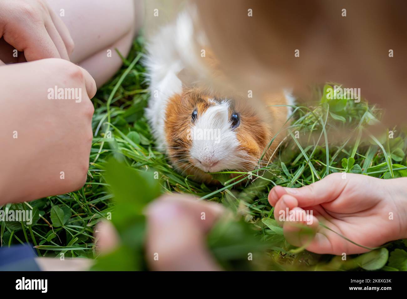 Girl plays with pet guinea pig in backyard of house on clover. Fresh