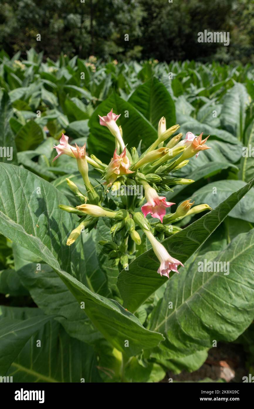 Tobacco blossom hi-res stock photography and images