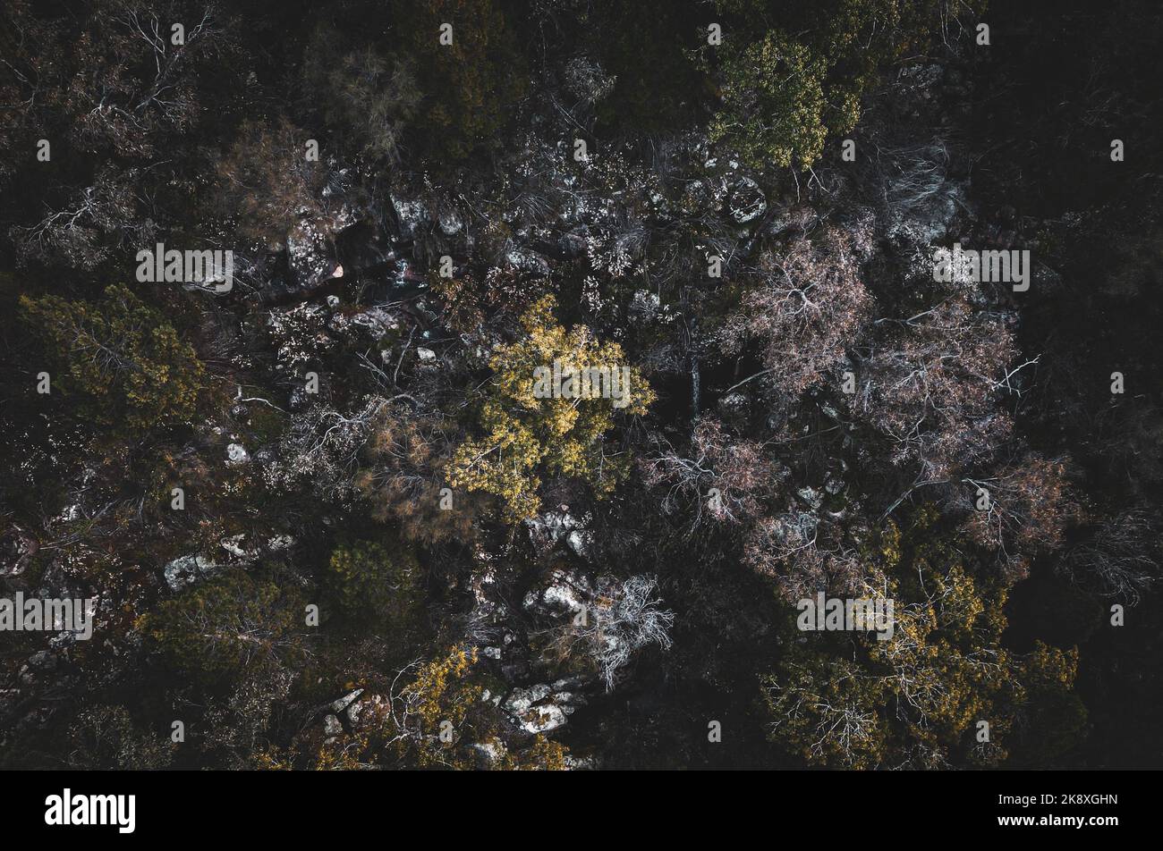An aerial view of dense colorful trees in the forest in autumn Stock ...