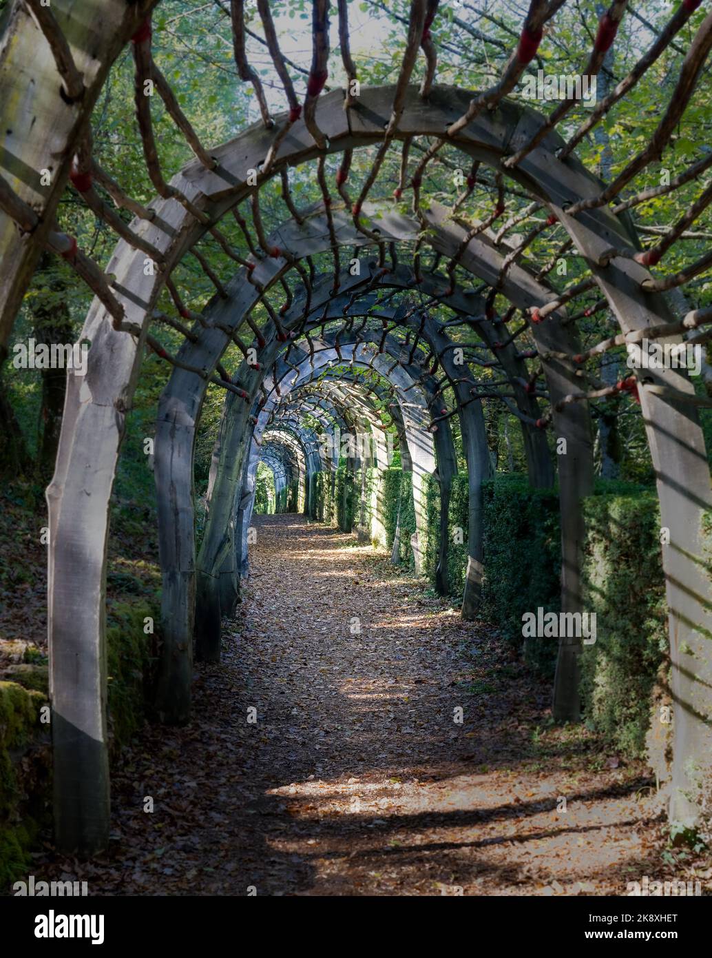 Pathway rows trees archway hi-res stock photography and images - Alamy