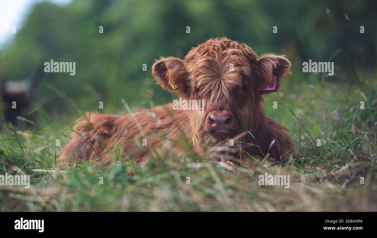 A closeup of a brown Scottish Highland Cow sitting on the field ground ...