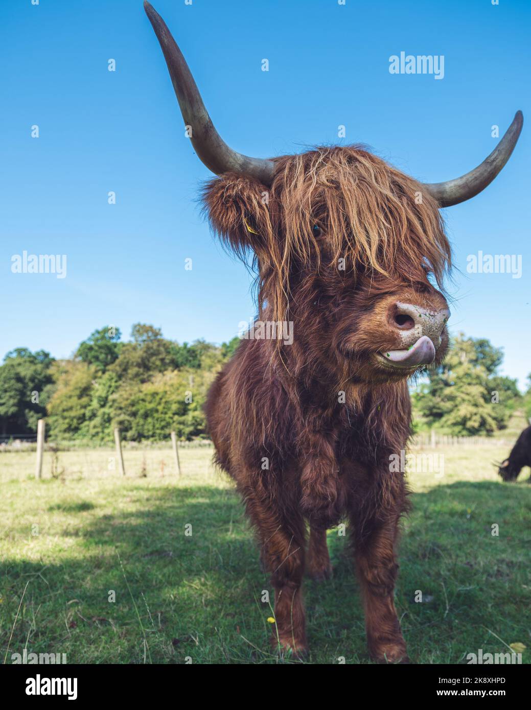 A vertical closeup of a brown Scottish Highland Cow in a field Stock ...