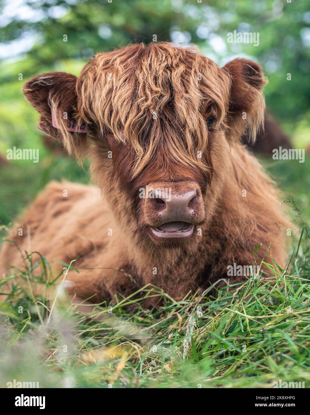 A vertical closeup of a brown Scottish Highland Cow sitting on the ...