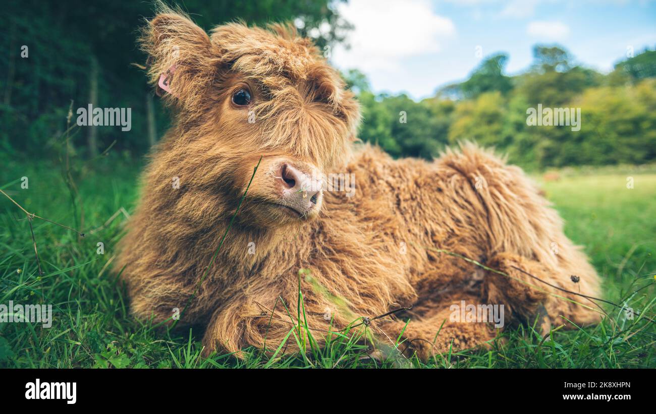 A closeup of a brown Scottish Highland Cow sitting on the field ground ...