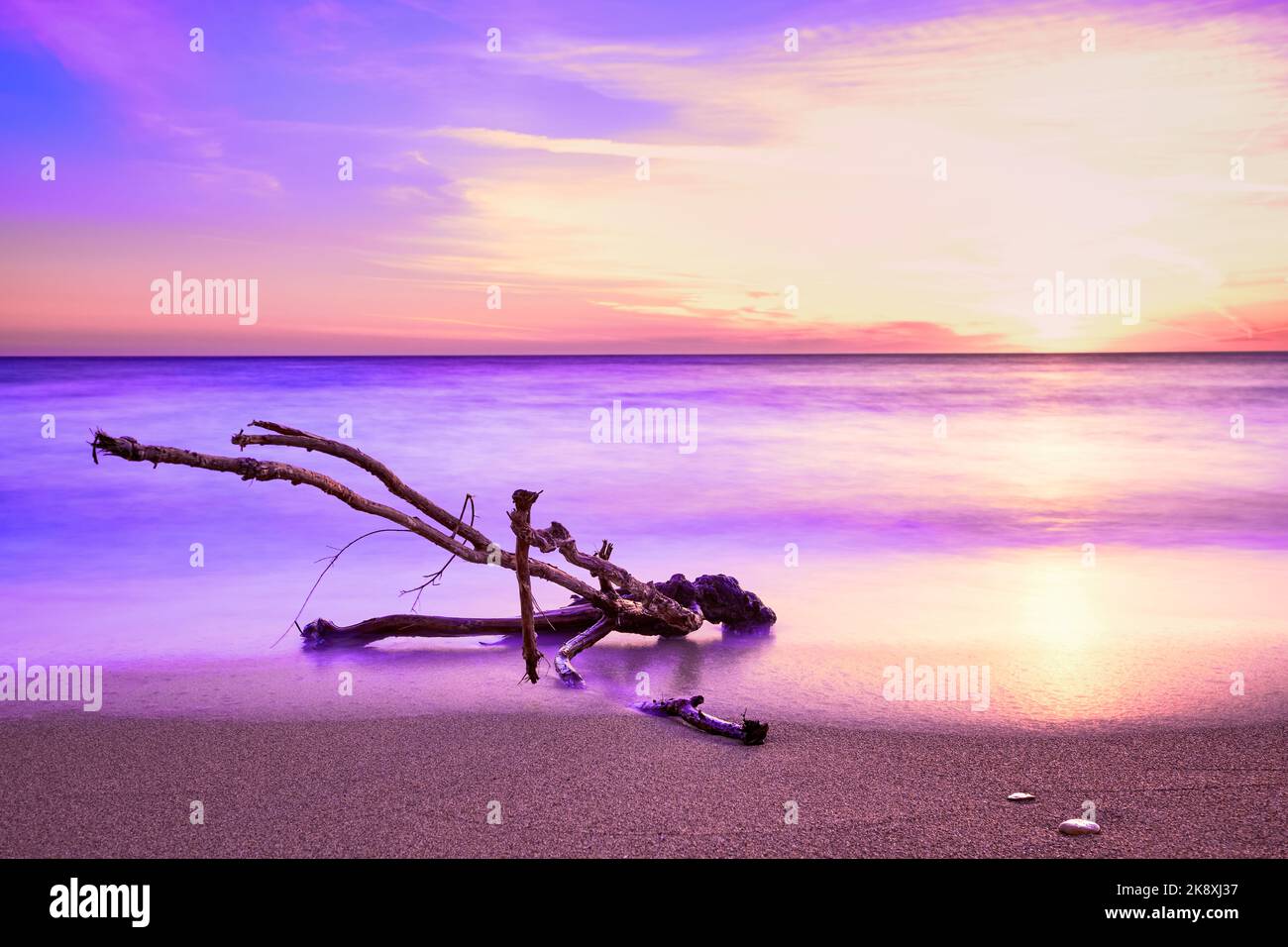 Sunset on sandy beach, piece of driftwood washed by tidal waves. Color-graded image in violet and pink colors Stock Photo
