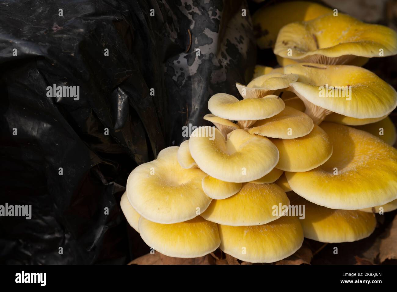 Cultivation and Growing Fungus in Plastic Bags, Pleurotus
