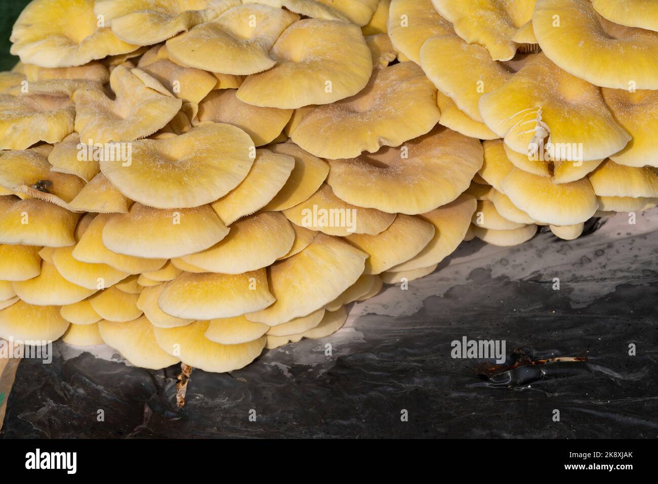 Cultivation and Growing Fungus in Plastic Bags, Pleurotus