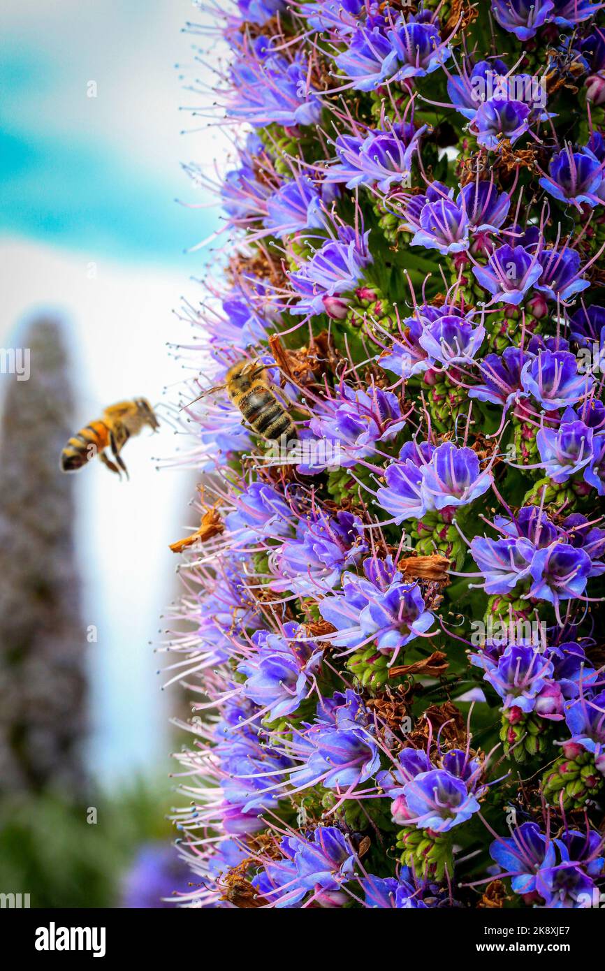 Honey Bee On Flower During Summer with nice blue skies Stock Photo - Alamy