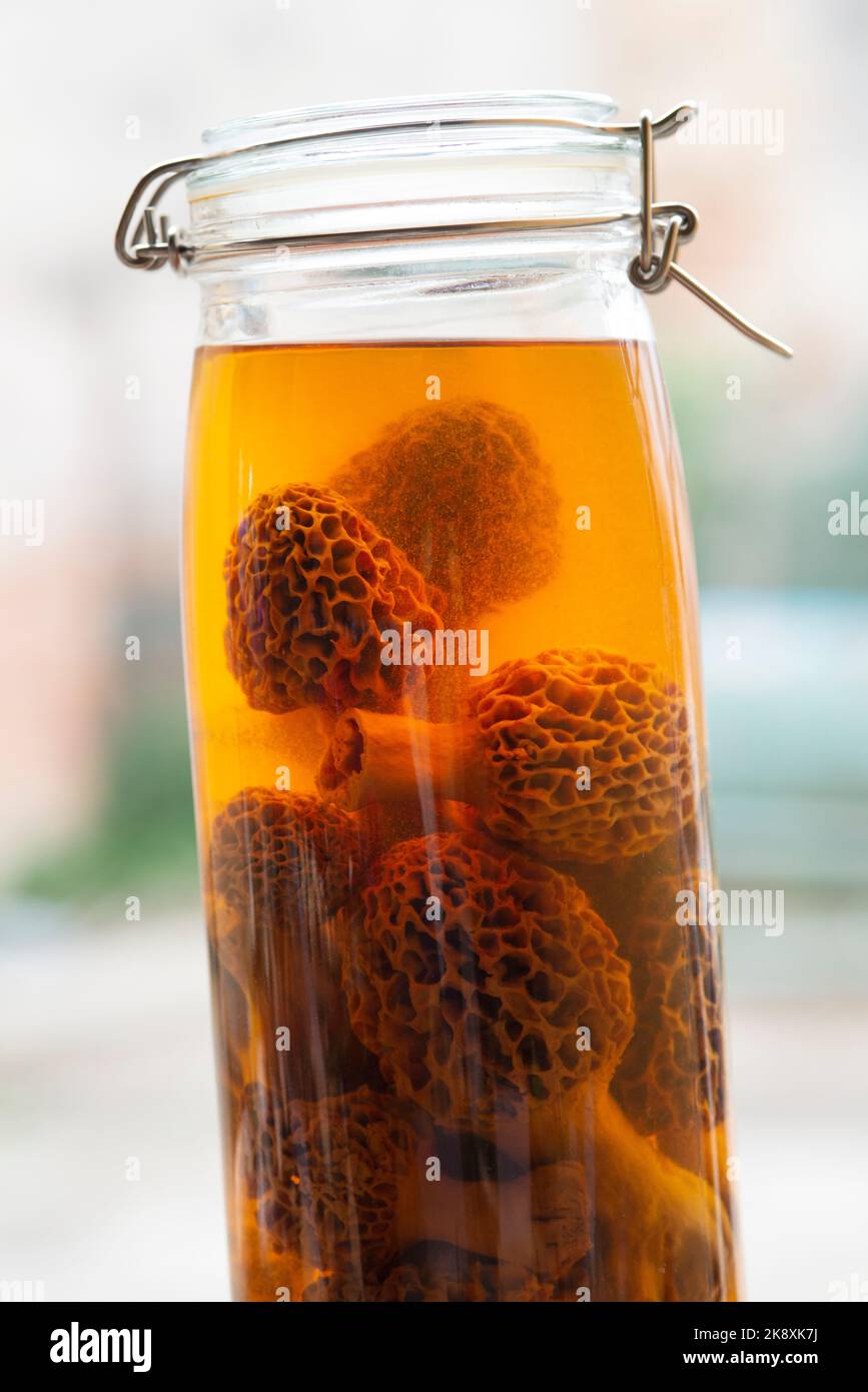 Italy, Lombardy, Jar of Common Morel Preserved in Alcohol for Mycological Exhibition Stock Photo