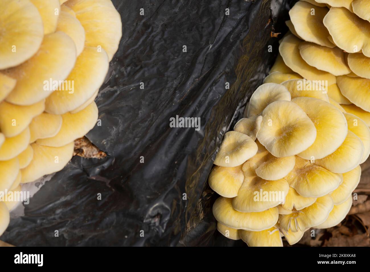 Cultivation and Growing Fungus in Plastic Bags, Pleurotus