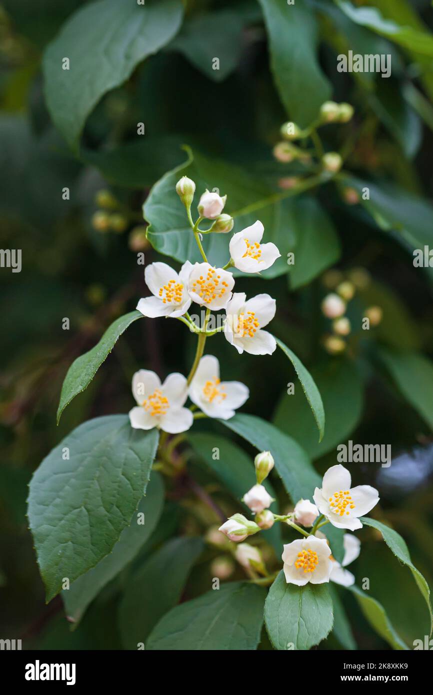 Close-up of scenic exquisite Philadelphus flowers on green shrub Stock Photo