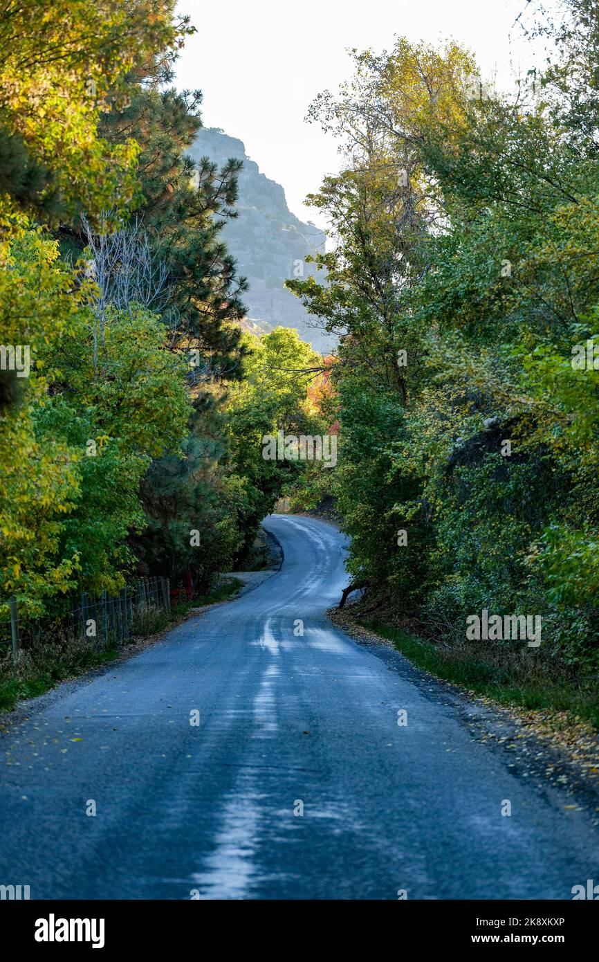 An aerial view of road surrounded by dense trees Stock Photo - Alamy