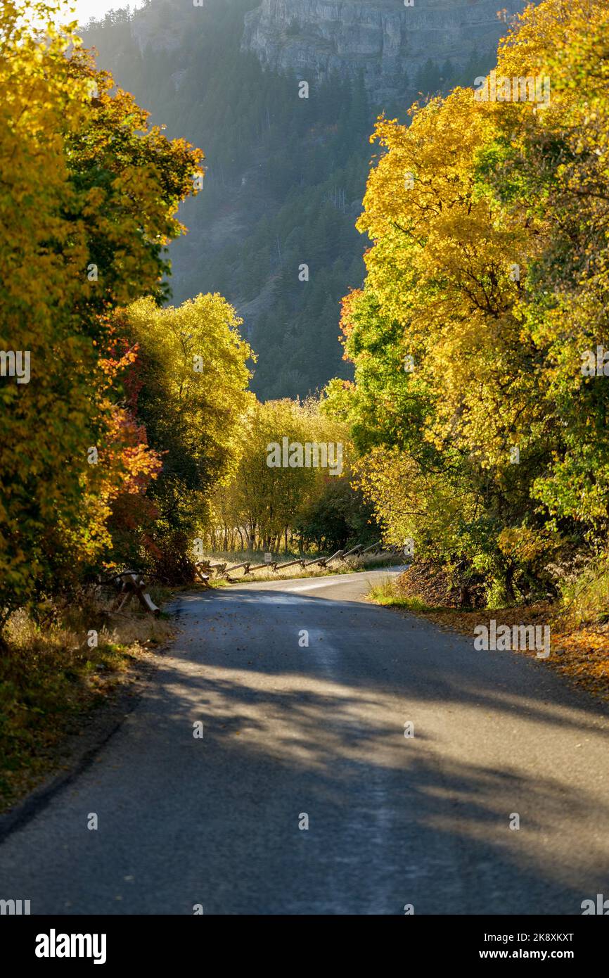 An aerial view of road surrounded by dense trees Stock Photo - Alamy